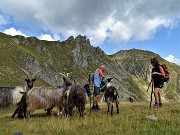 81 Merenda anche  per le capre orobiche
